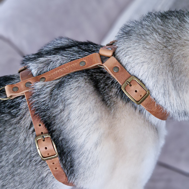 No Fuss Y-Tuig Hond Leer | Camel (cognac) - Cooper & Quint