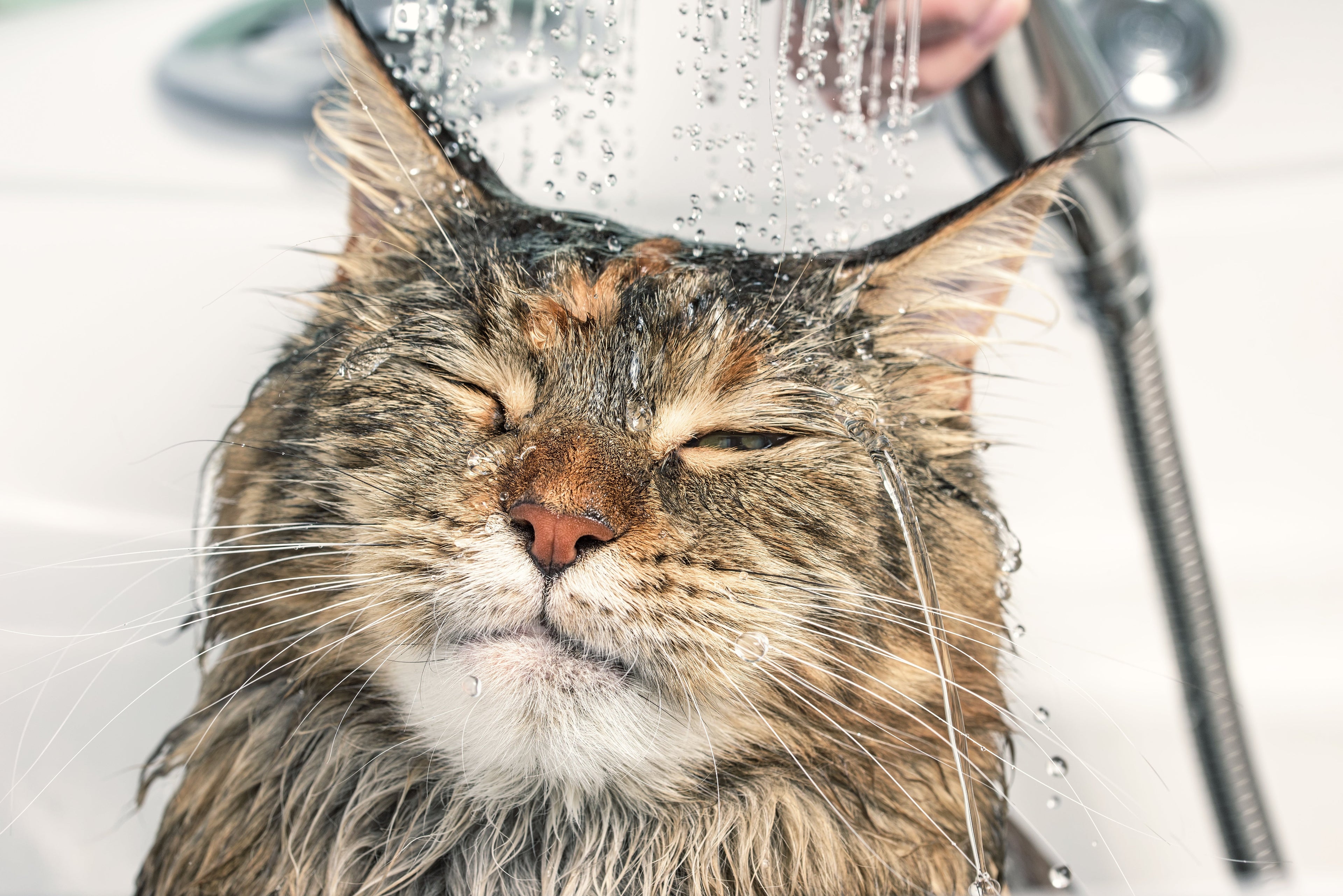 Katten verzorging