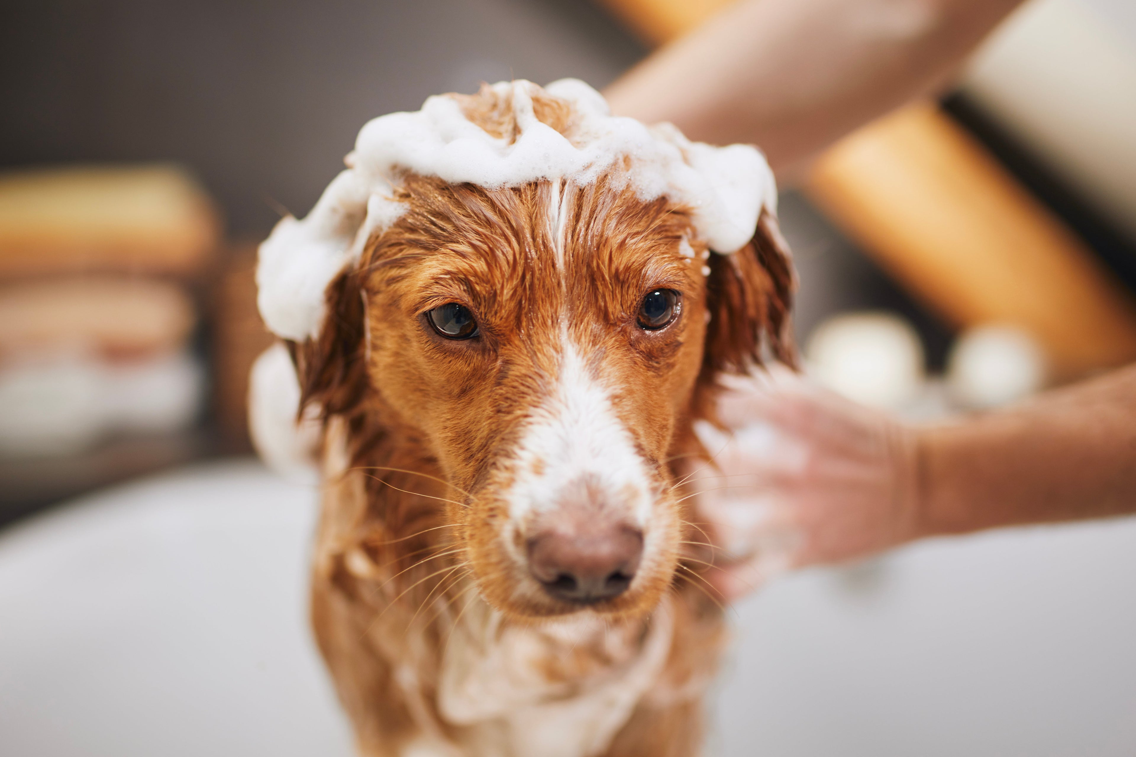 Honden verzorging