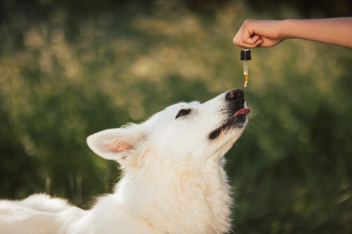 Honden supplementen