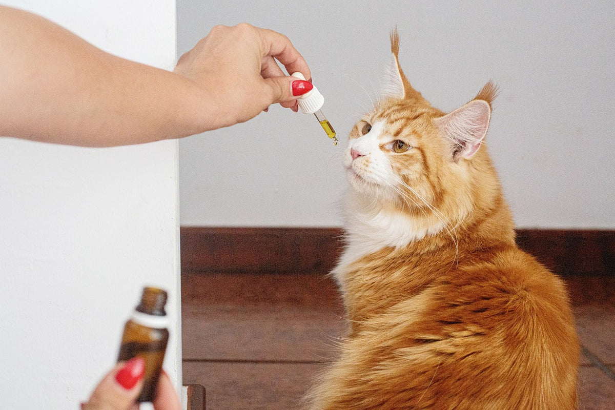 Katten supplementen