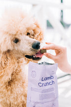 BUDDY Crunchy Hundesnack Lamm mit Cranberrys 150 g