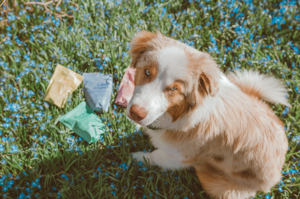 BUDDY Crunchy Hundesnack Lachs mit Blaubeeren 150 g.