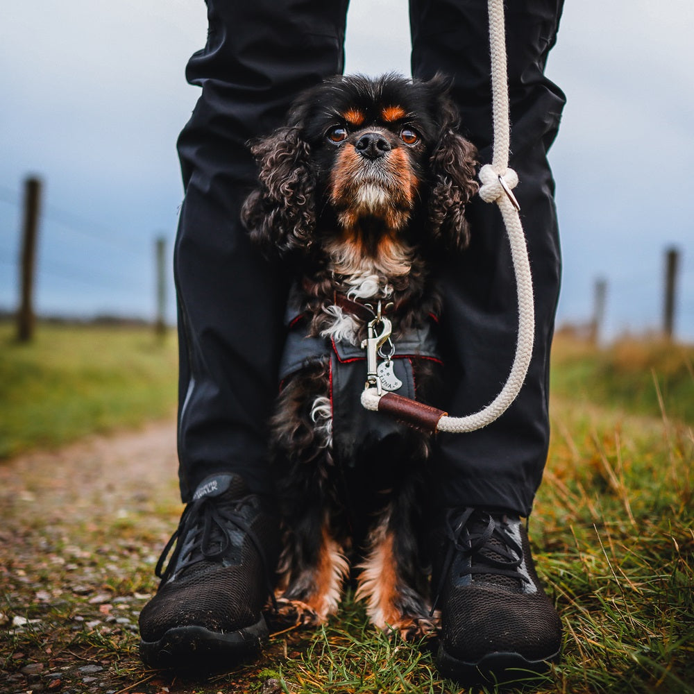 Verstellbare Hundeleine | Seil | Ecru | Für kleine Hunde | Just Cotton 8 mm