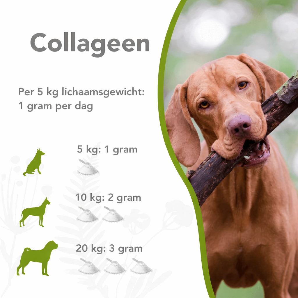 Organisches Kollagen – Honden