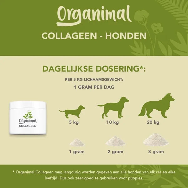 Organisches Kollagen – Honden
