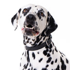 No Fuss Halsband Hond Leer Zwart - Cooper & Quint