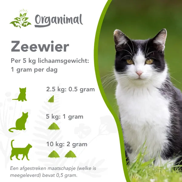 Organimal Seetang – Katzen