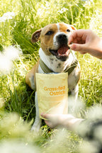 BUDDY Semi-Feucht-Hundesnack Strauß mit Brombeeren 200 g.