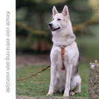 No Fuss Y-Tuig Hond Leer | Zwart - Cooper & Quint