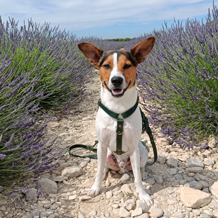 No Fuss Y-Tuig Hond Leer | Groen - Cooper & Quint