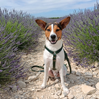 No Fuss Y-Tuig Hond Leer | Groen - Cooper & Quint