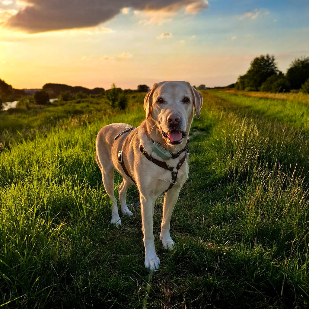 No Fuss Y-Tuig Hond Leer | Bruin - Cooper & Quint