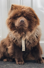 Simply Hemp Hondentuig - Cooper & Quint