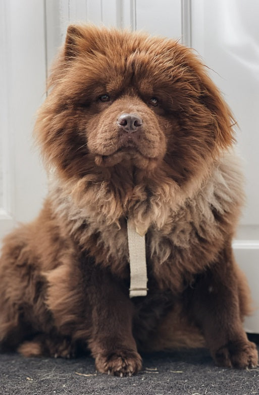 Simply Hemp Hondentuig - Cooper & Quint