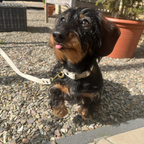 Simply Hemp Halsband Hond | Schelpenwit - Cooper & Quint