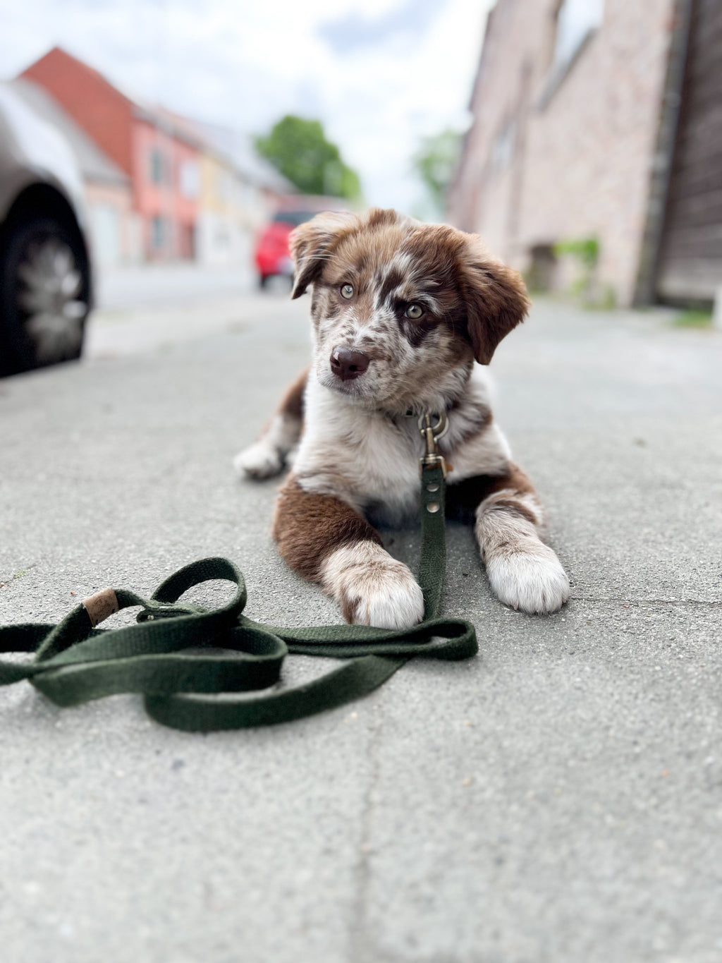 Simply Hemp Hondenriem | Bosgroen - Cooper & Quint