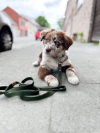 Simply Hemp Hondenriem | Bosgroen - Cooper & Quint