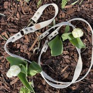 Simply Hemp Hondenriem | Schelpenwit - Cooper & Quint