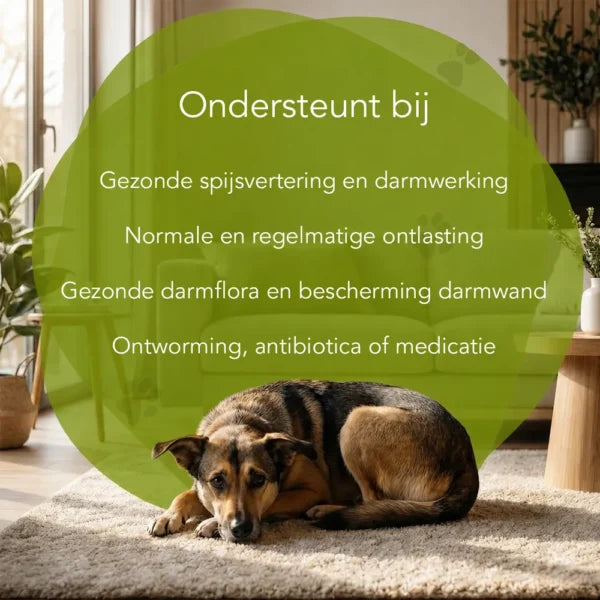 Intestines in Balance – Dogs