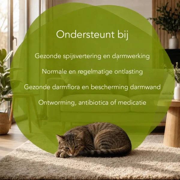 Darm im Gleichgewicht – Katzen