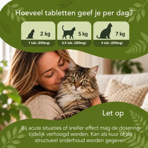 Darm im Gleichgewicht – Katzen