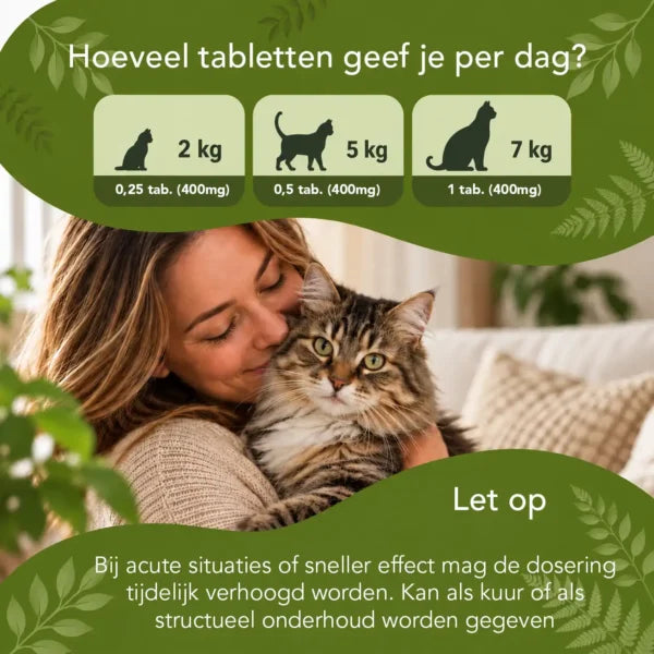 Verhalten im Gleichgewicht – Katzen