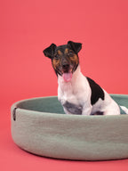 Schöner Hundekorb