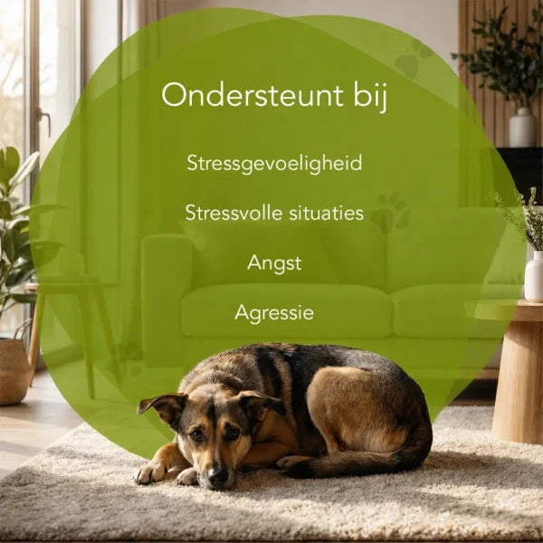 Ausgewogenes Verhalten – Hunde