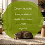 Verhalten im Gleichgewicht – Katzen