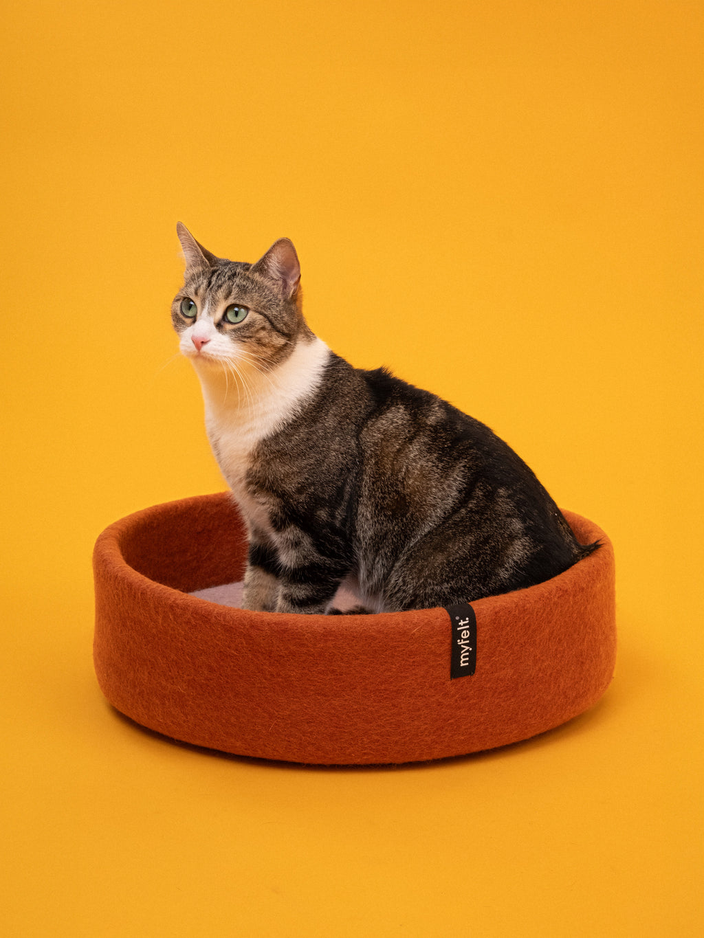 Lora Katzenkorb